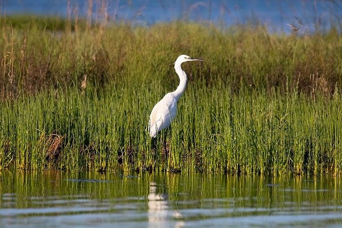 Birdwatching by boat in a small group in the Pialassa Baiona - Should you book Birdwatching Marina Romea?