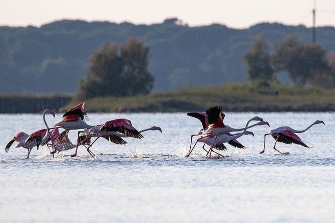Birdwatching by boat in a small group in the Pialassa Baiona - FAQ