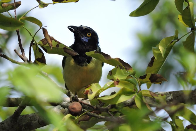 Birdwatching Cancun - Why Cancun Birdwatching Works So Well in the Morning
