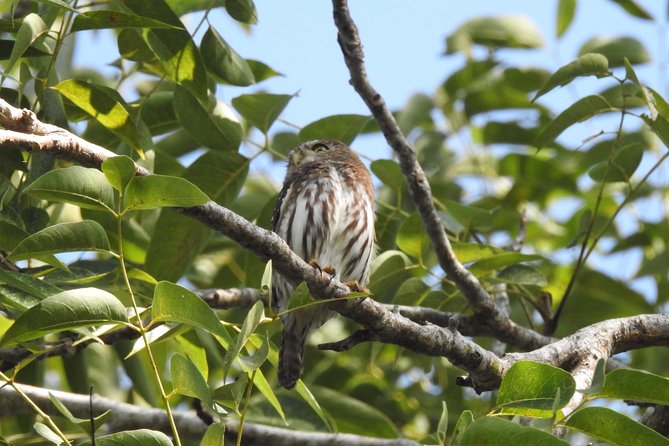 Birdwatching Cancun - The Birds You Might See