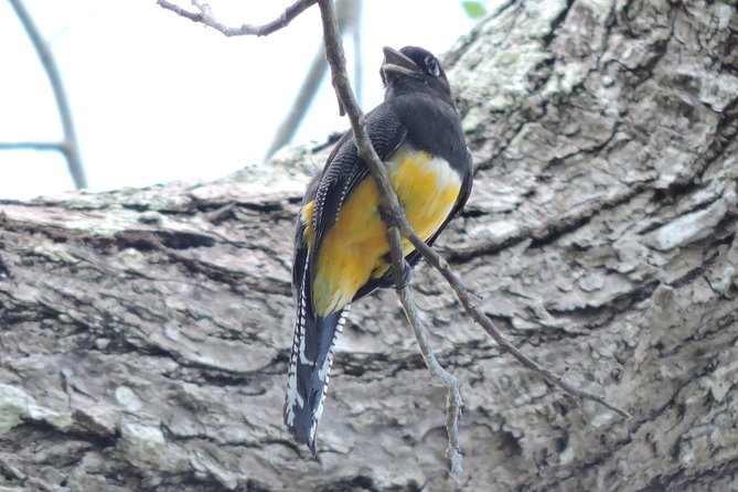 Birdwatching Cancun - Is $165 a Fair Price?