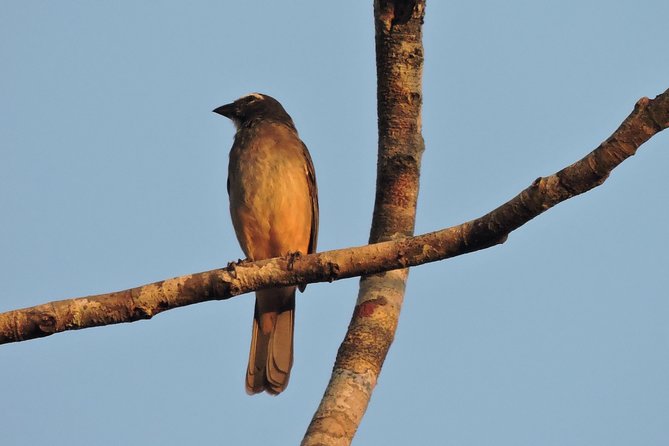 Birdwatching Cancun - What to Bring for the Best Morning