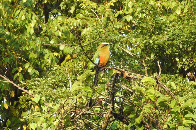 Birdwatching Cancun - Who Should Book This Tour?