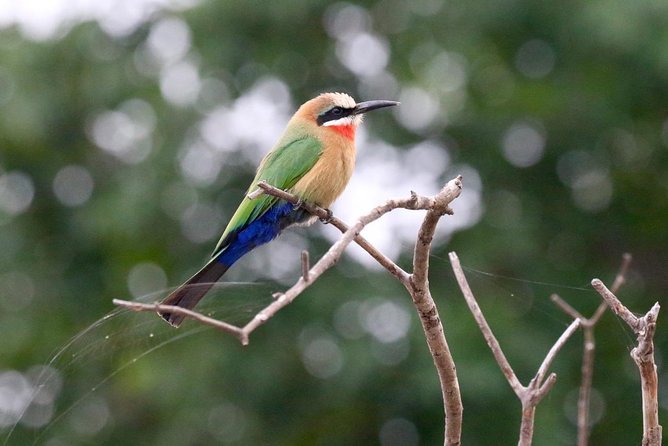 Birdwatching Cruise in Zambezi River with Breakfast - What I would bring