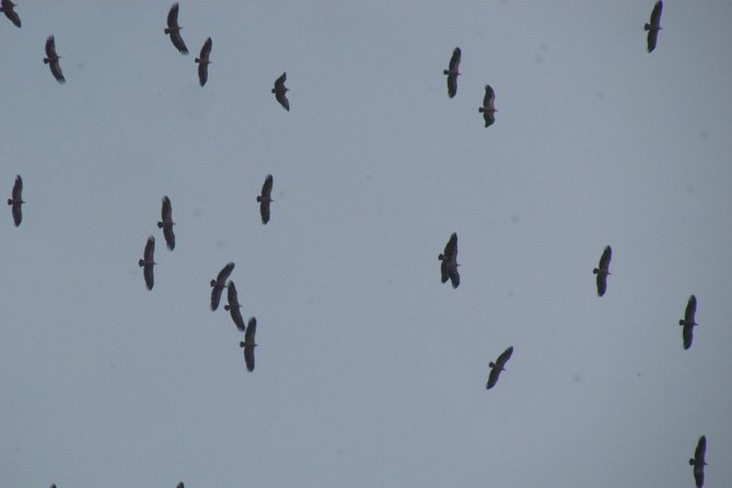 Birdwatching day around Sagres - Ponta da Atalaia and the first look at Sagres