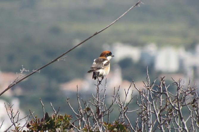 Birdwatching day around Sagres - Vale Santo and spring birdwatching