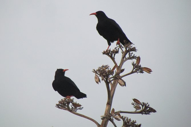 Birdwatching day around Sagres - What Gui adds to the day