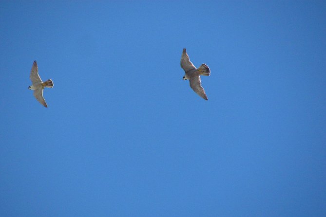 Birdwatching day around Sagres - How the $100.71 price works in practice