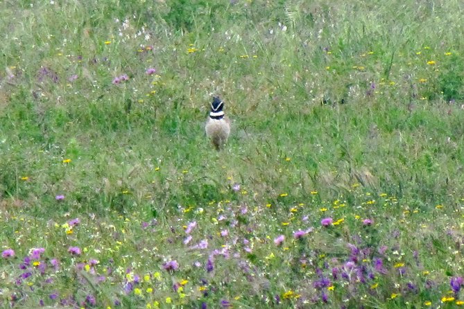 Birdwatching day around Sagres - Timing, comfort, and what to bring