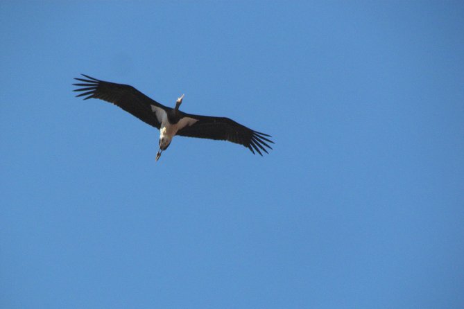 Birdwatching day around Sagres - Who will enjoy this experience most