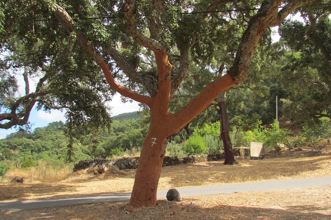 Birdwatching day in the Monchique hills - Key points to know before booking