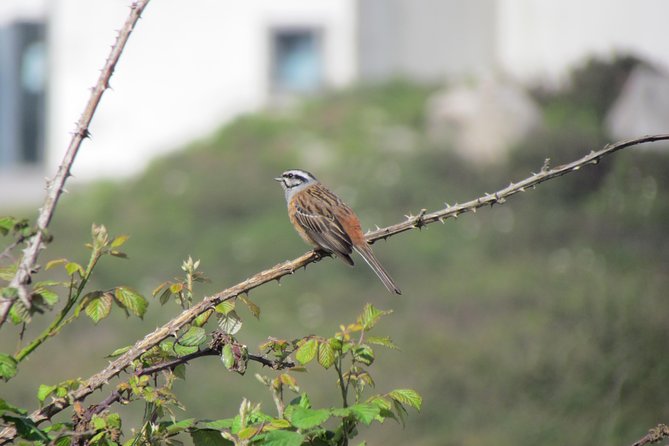 Birdwatching day in the Monchique hills - Searching near Foia with Guillaume