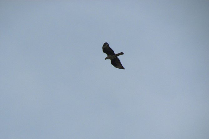 Birdwatching day in the Monchique hills - Is $86.90 good value?