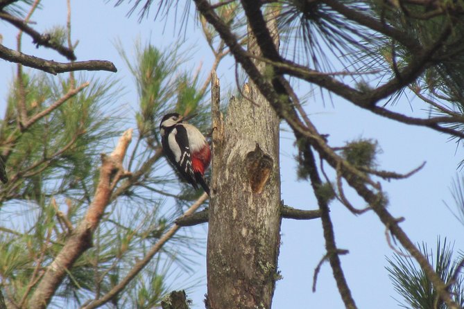 Birdwatching day in the Monchique hills - Who should book this birdwatching day?