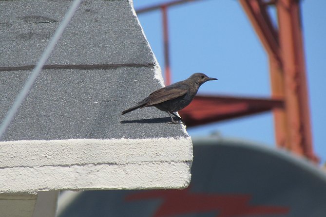 Birdwatching day in the Monchique hills - Starting from Lagos at 7:00 am