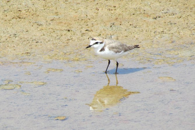 Birdwatching day in the Ria Formosa Natural Park - Key points to know before booking