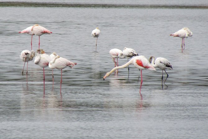 Birdwatching day in the Ria Formosa Natural Park - Why this Ria Formosa bird day works