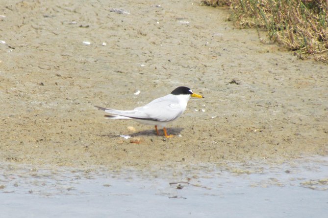 Birdwatching day in the Ria Formosa Natural Park - The Santa Luzia saltpans near Tavira
