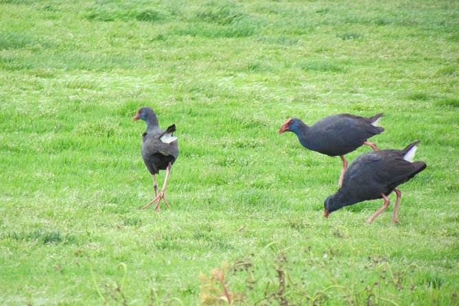 Birdwatching day in the Ria Formosa Natural Park - Guillaume’s role in the experience
