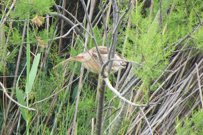 Birdwatching day in the Ria Formosa Natural Park - Starting early from Lagos