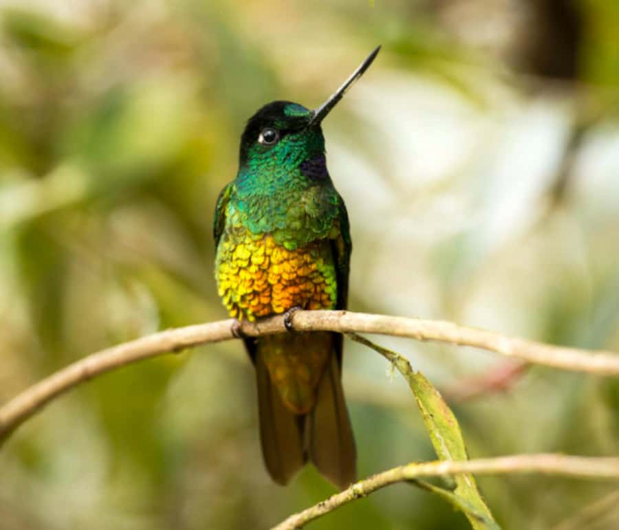 Birdwatching Day Tour at Chicaque Natural Park - What makes the expert guide useful