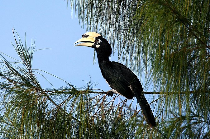 Birdwatching: Desaru's Winged Gems - A short outing with a useful naturalist guide