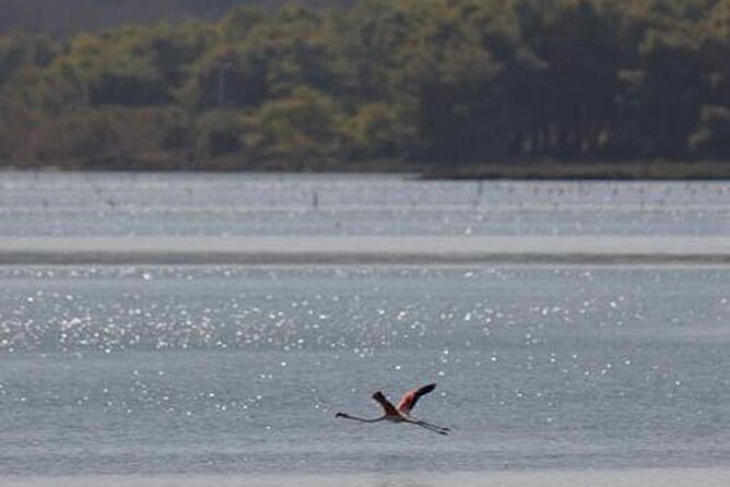 Birdwatching Experience in Narte Lagoon & Akerni Dunes - What this Vlore birdwatching trip is really like