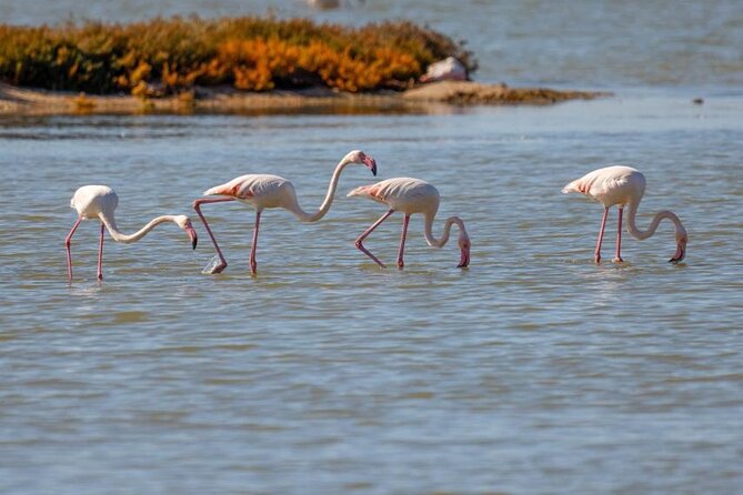 Birdwatching Experience in Narte Lagoon & Akerni Dunes - Two birdwatching towers for flamingos and pelicans