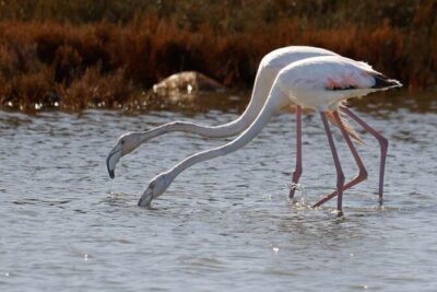 Birdwatching Experience in Narte Lagoon & Akerni Dunes