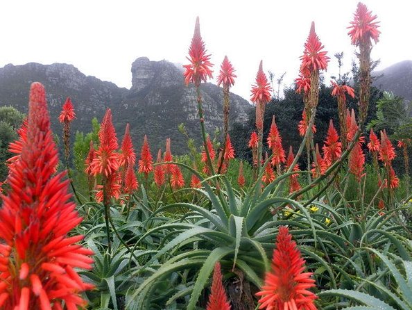 Birdwatching in Cape Town - Why this Cape Town birding day works so well