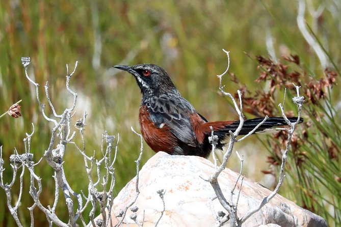 Birdwatching in Cape Town - Strandfontein Sewage Works and its wetland birds
