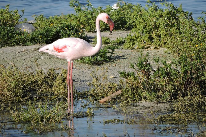 Birdwatching in Cape Town - A private vehicle makes the day easier