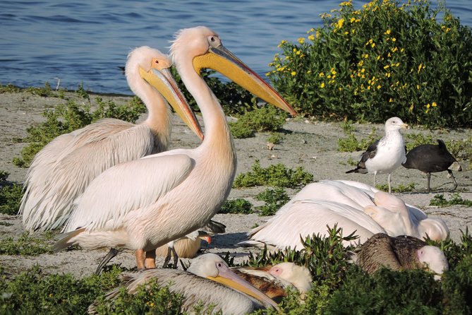 Birdwatching in Cape Town - How much value do you get for $115.43?