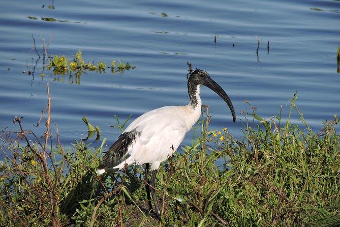 Birdwatching in Cape Town - Who should book this experience?