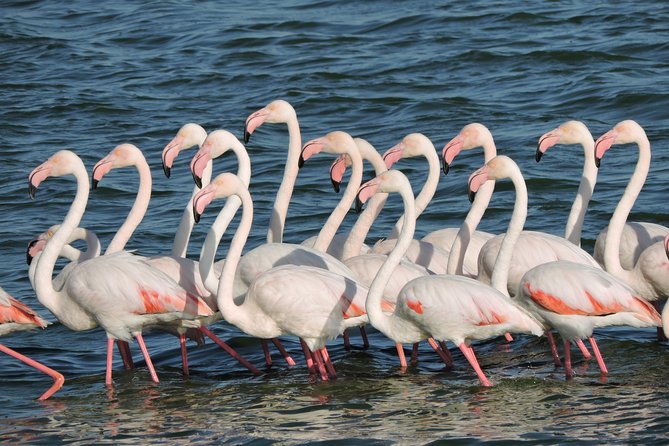 Birdwatching in Cape Town - The final call on Alfies Adventures