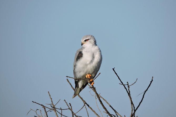 Birdwatching in Cape Town - Lunch is the pause between two birding worlds