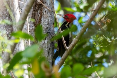 Birdwatching in Coba from Tulum – Shared Group Tour