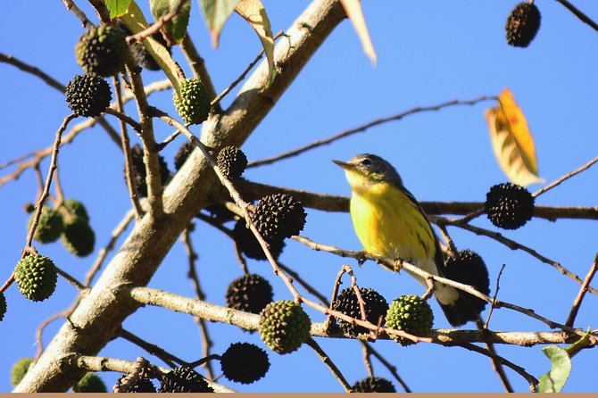 Birdwatching in Coba from Tulum - Shared Group Tour - Two hours among the Coba ruins