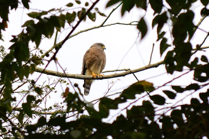 Birdwatching in Coba from Tulum - Shared Group Tour - A local Mayan brunch to finish the morning