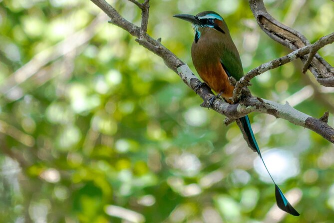 Birdwatching in Coba from Tulum - Shared Group Tour - The guides are central to the experience
