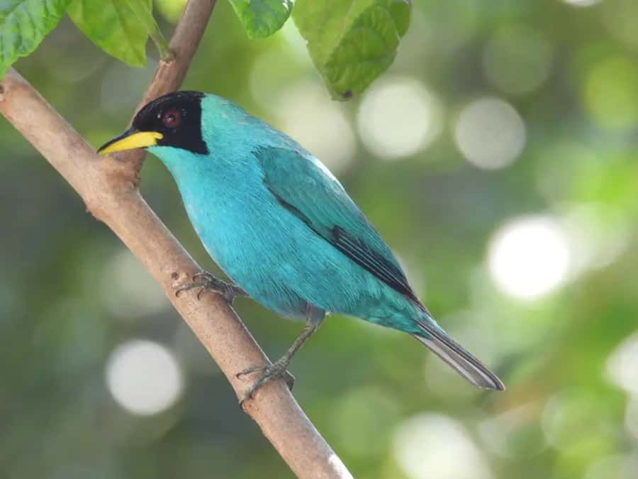 Birdwatching in Guatapé with Around 400 Bird Species - Breakfast first, then the bird site