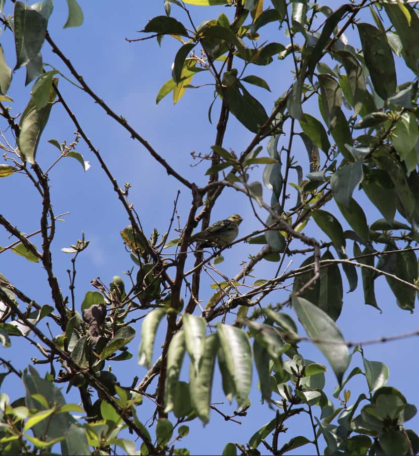 Birdwatching in Guatapé with Around 400 Bird Species - English and Spanish guidance with local insight