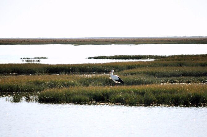 Birdwatching in Ria Formosa - Eco Boat Tour from Faro - Who will enjoy this boat trip?