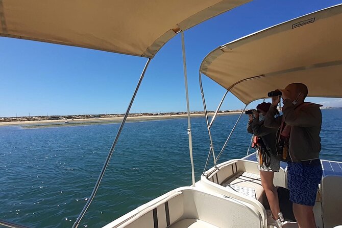 Birdwatching in Ria Formosa - Eco Boat Tour from Faro - What you might see among the reeds
