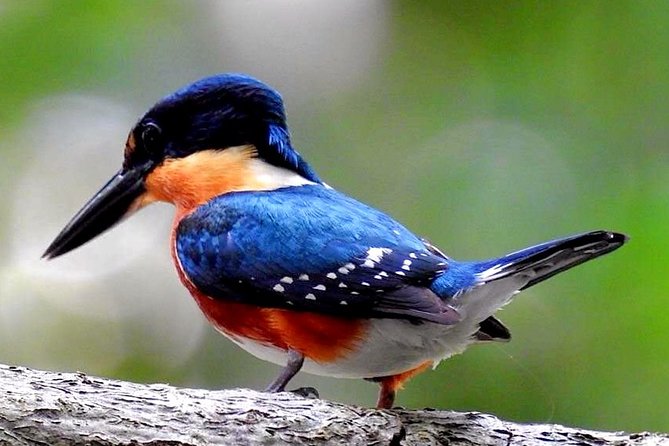 Birdwatching in Sian Ka´an Muyil from Tulum - Shared Group Tour - Why this Muyil birdwatching trip is different