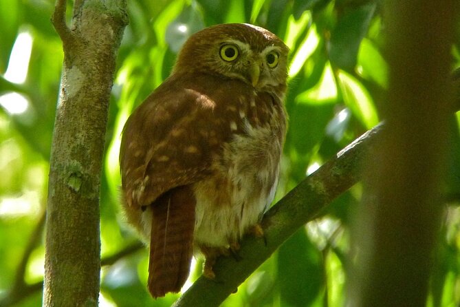 Birdwatching in Sian Ka´an Muyil from Tulum - Shared Group Tour - What to bring and how to prepare