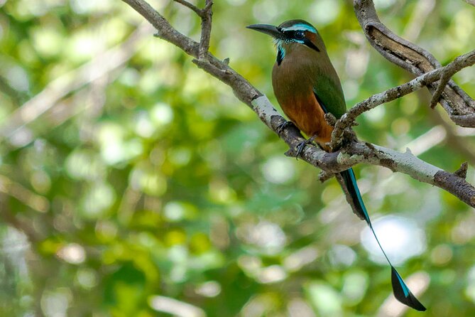 Birdwatching in Sian Ka´an Muyil from Tulum - Shared Group Tour - Who will enjoy this most