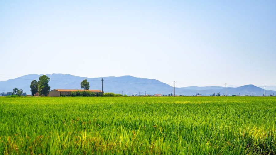 Birdwatching in the Ebro Delta - Why Les Olles lagoon matters