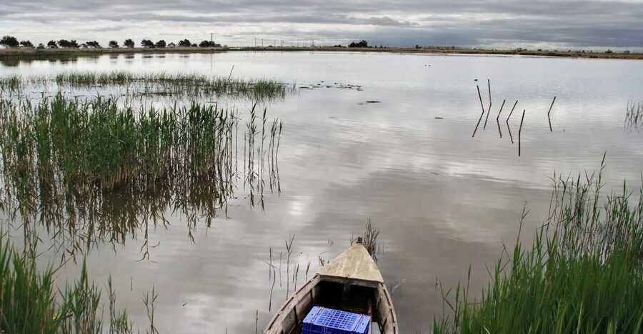 Birdwatching in the Ebro Delta - From bird names to the Delta’s working world