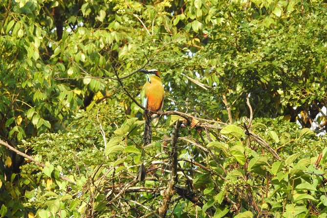 Birdwatching Playa del Carmen - Why the 6:00 am start matters